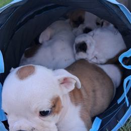 Bulldog Puppies from B-Hive Bulldogs
