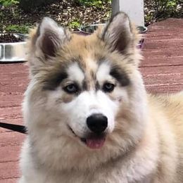Autumn - Siberian Husky