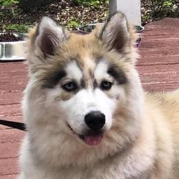 Autumn - Siberian Husky