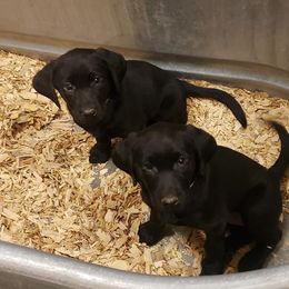 Labrador Retriever Puppies from Queens Creek Labrador Ranch