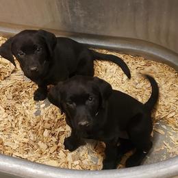 Labrador Retriever Puppies from Queens Creek Labrador Ranch