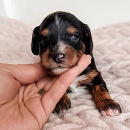 Smoky - Black and tan female Cavapoo puppy in Idaho Falls, Idaho from Freckle Paw Family