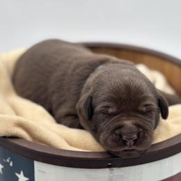 Labrador Retriever Puppies from Southern Heritage Retrievers