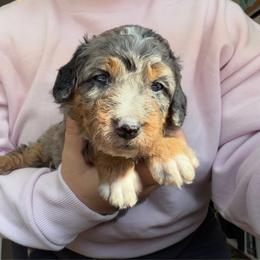 Nessie - Merle female Bernedoodle puppy in Peoria, Arizona from Wroth's Paws
