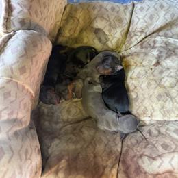 Silvio - Blue and gold male Yorkshire Terrier puppy in Pomona, California from Lunio's Yorkies