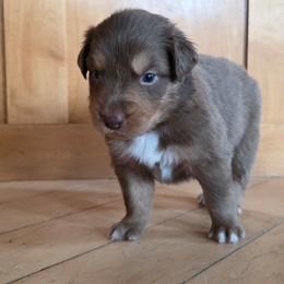Pelé FIFA - Red tri-color male Australian Shepherd puppy in Solon, Maine from Mountain Range Australian Shepherds