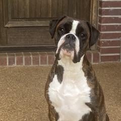 Karoleena - Boxer