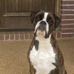 Karoleena - Boxer