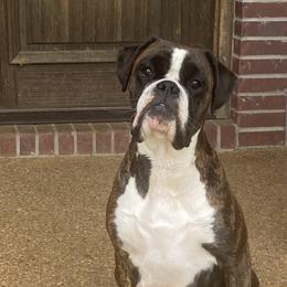 Karoleena - Boxer