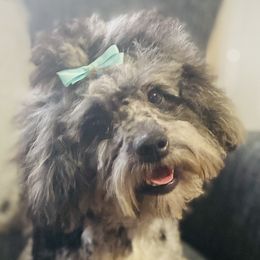 Sugar - Aussiedoodle