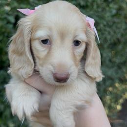 Pumpkin - Cream female Dachshund puppy in Modesto, California from Golden State Mini Doxies