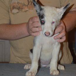 Border Collie Puppies from Green River Ranch Border Collies