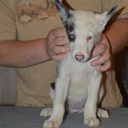 Border Collie Puppies from Green River Ranch Border Collies