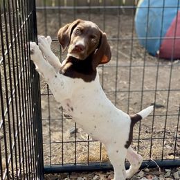 German Shorthaired Pointers from Autumn Prairie Kennel
