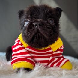 Charlie Brown - Black male French Bulldog puppy in Porter, Texas from Whatabulldog
