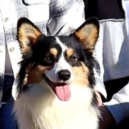 Rickie - Pembroke Welsh Corgi