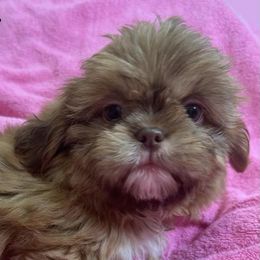 Shih Tzus from Spunky Shih-Tzus Delaware (Spunky Shih-Tzus)