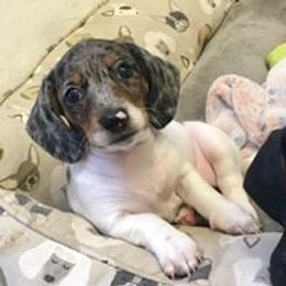 Dachshund All Grown Up from Mini Me Miniatures