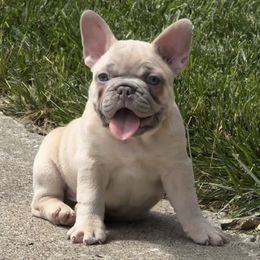 French Bulldog Puppies from Clay Acres Frenchies
