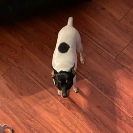 Lucy - Toy Fox Terrier