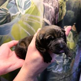 Working Line GSD Green Boy - Sable male German Shepherd puppy in Laguna Niguel, California from Barenstadt Kennels