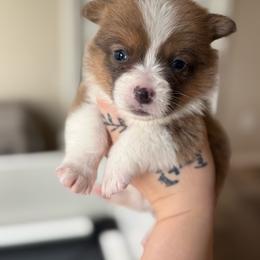 Reese- Bluie Sable - Sable male Pembroke Welsh Corgi puppy in Aberdeen, Washington from Coastal country Farms