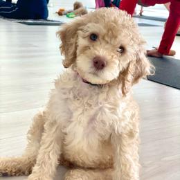 Stevie (Dark Pink Collar) - Caramel cream female Labradoodle puppy in Toledo, Washington from Bigfoot Doodles