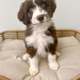 Aussiedoodle and Australian Shepherd Puppies from Junipersdoodles