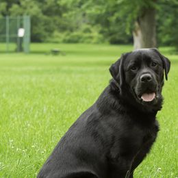 Mannie - Labrador Retriever