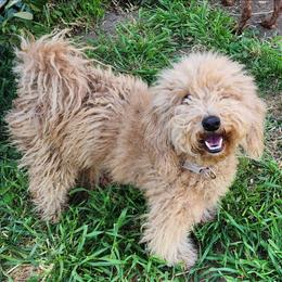 Suki - Labradoodle