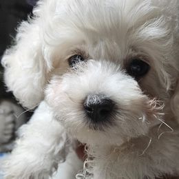 Bichon Frise Puppies from Blooming Bichons