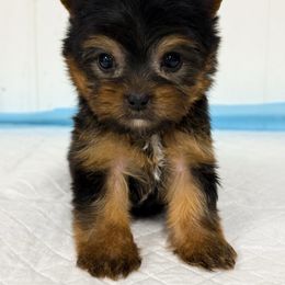 Teddy - Black and tan male Yorkshire Terrier puppy in Mattawa, Washington from All Star Yorkies
