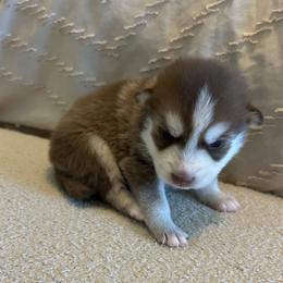 Pax - Red and white male Pomsky puppy in Pasco County, Florida from Pomsky Hills
