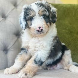 Michigan - Blue merle male Aussiedoodle puppy in Granbury, Texas from Triple Cross Doodles