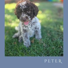 Boy 4 - Brown roan male Lagotto Romagnolo puppy in Salida, California from Harper's Lagotti