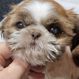 Shih Tzus from Dolled Up Pup
