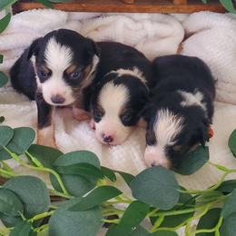 Miniature Australian Shepherd Puppies from Barnyard Mini Aussies