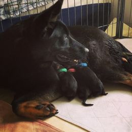 German Shepherd Puppies from Vecne Stesti German Shepherd Dogs