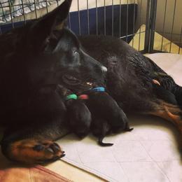 German Shepherd Puppies from Vecne Stesti German Shepherd Dogs