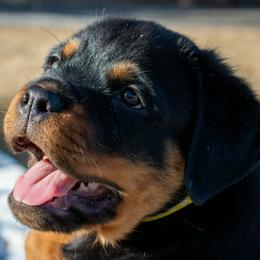 Boy 5 - male Rottweiler puppy in Klamath Falls, Oregon from One Time Breeding