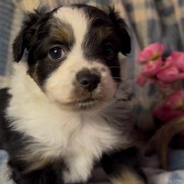 Black tri - Black tri female Miniature Australian Shepherd puppy in Helmville, Montana from CKO Country Road Aussies
