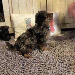 Aurora - Blue merle female Aussiedoodle puppy in Hopkins, Missouri from Mowry Creek Mini Aussiedoodles and More