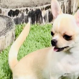 D’Artagnan Chevalier - Fawn and white Chihuahua puppy in Buffalo Grove, Illinois from Piccoli Amici Chihuahuas