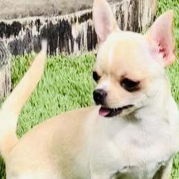 D’Artagnan Chevalier - Fawn and white Chihuahua puppy in Buffalo Grove, Illinois from Piccoli Amici Chihuahuas