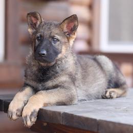 Unix - Sable female German Shepherd puppy in Philippi, West Virginia from Vom Haus Highlands
