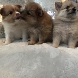Pomeranian Puppies from Regal Poms