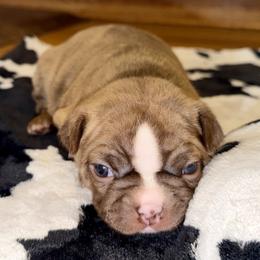 Red Brindle Girl - Red female Boston Terrier puppy in Charlotte, Michigan from Blue Diamond Danes