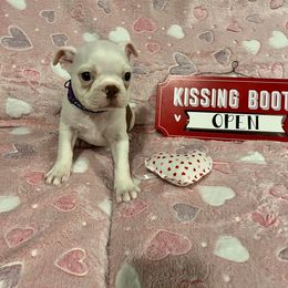 Boston Terrier Puppies from Heather's Boston Babies