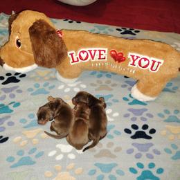 Dachshund Puppies from Wilson's Kennels