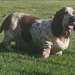 June bug - Basset Hound
